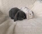 ❤️🎁 ECHTE MINILOP RASZUIVER TAM KNUFFEL KOPPELTJE, Dieren en Toebehoren, Konijnen, Meerdere dieren, Dwerg