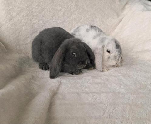 ❤️🎁 ECHTE MINILOP RASZUIVER TAM KNUFFEL KOPPELTJE, Dieren en Toebehoren, Konijnen, Dwerg, Meerdere dieren
