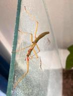 Wandelende takken, Dieren en Toebehoren, Insecten en Spinnen, Wandelende tak