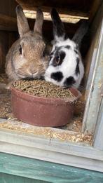 Nieuw huisje gezocht -2 volwassen vrouwtjes konijnen, Dieren en Toebehoren, Konijnen, Vrouwelijk, 3 tot 5 jaar