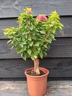 Pre bonsai 3 bougainvillea, Ophalen of Verzenden, Bloeit niet, Overige soorten, Minder dan 100 cm