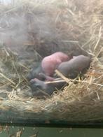 Baby Gerbil's, Dieren en Toebehoren, Knaagdieren, Mei, Meerdere dieren, Overige typen