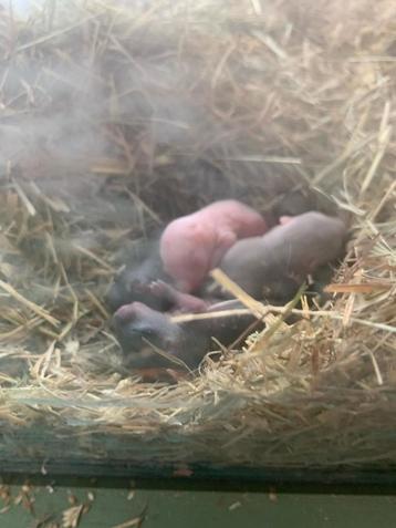 Baby Gerbil's beschikbaar voor biedingen