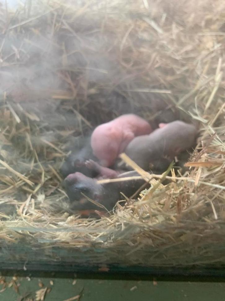 5 Gerbil's ze moeten zo snel mogelijk weg, Dieren en Toebehoren, Knaagdieren, Meerdere dieren, Overige typen, Mei