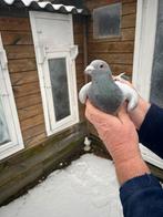 Postduiven, Dieren en Toebehoren, Vogels | Duiven, Mannelijk, Postduif