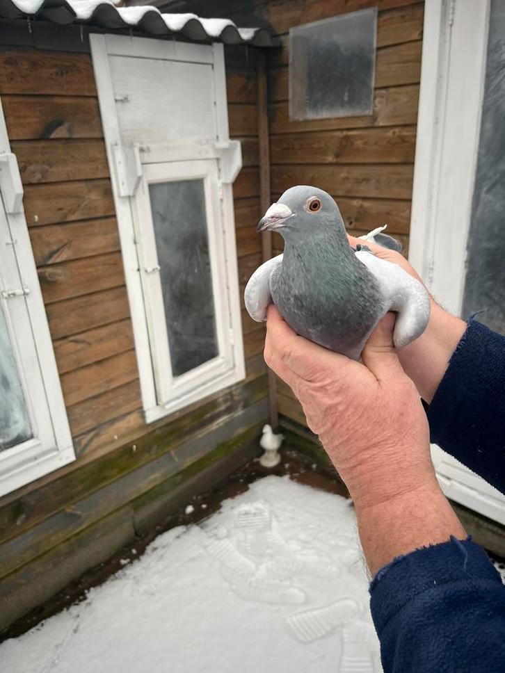 Postduiven, Dieren en Toebehoren, Vogels | Duiven, Postduif, Mannelijk