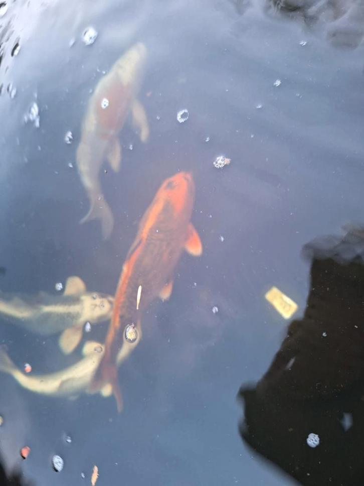 Koikarpers 4 stuks en 1 Steur 25-50cm, Dieren en Toebehoren, Vissen | Vijvervissen, Karper of Koi