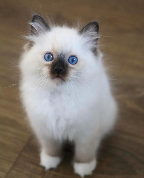 Ragdoll kittens raszuivere, Dieren en Toebehoren, Katten en Kittens | Raskatten | Langhaar, Meerdere dieren, Ontwormd