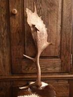 Damhert gewei landelijk interieur unieke decoratie, Verzamelen, Dierenverzamelingen, Ophalen of Verzenden, Zo goed als nieuw, Hert