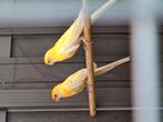 Koppel penant rosella's man 2023 pop 2019, Dieren en Toebehoren, Meerdere dieren, Parkiet