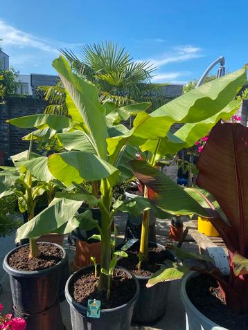 Prachtige musa basjoo tuinbananen boom in een ruime pot!! beschikbaar voor biedingen
