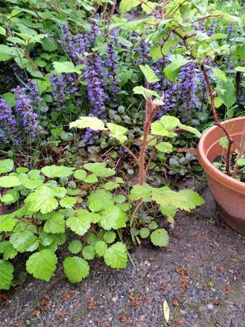Japanse wijnbes planten (Rubus phoenicolasius)  beschikbaar voor biedingen