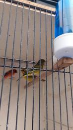 Dikbekcini x chineese groenling, Dieren en Toebehoren, Vogels | Kanaries, Mannelijk