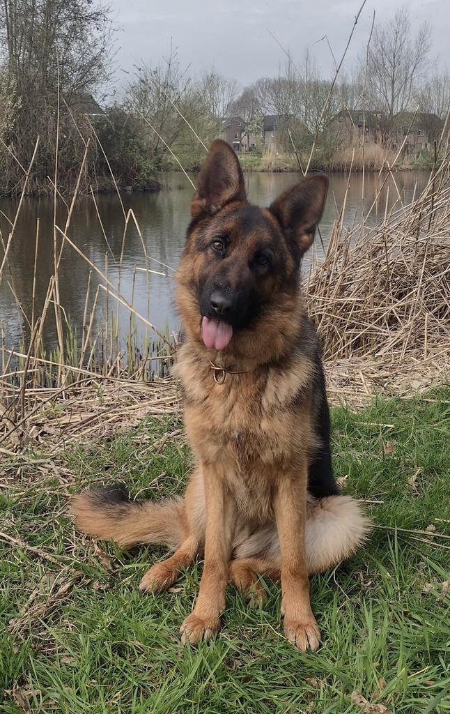 Zeer mooie Duitse Herder Teef uit Keurfok HD/ED Vrij, Dieren en Toebehoren, Honden | Herdershonden en Veedrijvers, Teef, Herder