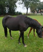 Te koop: Achtjarige fokmerrie, Dieren en Toebehoren, Paarden, Merrie, Gechipt, Dressuurpaard, 7 tot 10 jaar