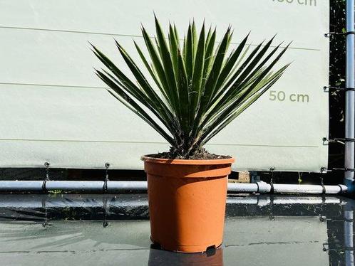 Palmboom - Yucca Filifera- hoogte 50 cm, Tuin en Terras, Planten | Bomen, Palmboom, 100 tot 250 cm, Volle zon, Zomer, In pot, Ophalen of Verzenden