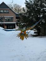 Ara harlekijn free fly, Dieren en Toebehoren, Mannelijk, Papegaai