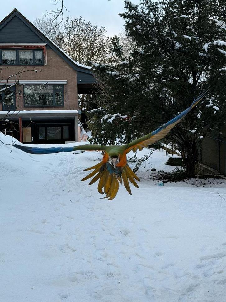 Ara harlekijn free fly, Dieren en Toebehoren, Vogels | Parkieten en Papegaaien, Papegaai, Mannelijk