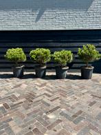 Pinus brepo, Ophalen, Zomer, Halfschaduw, Minder dan 100 cm