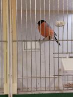 Goudvink man, Dieren en Toebehoren, Mannelijk, Wildzangvogel