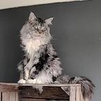 Maine coon kater, Dieren en Toebehoren, Katten en Kittens | Raskatten | Langhaar, Kater