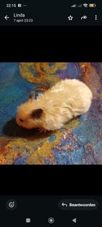 Super tamme en lieve goudhamsters, Dieren en Toebehoren, Knaagdieren, Hamster, Tam