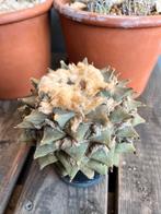 Ariocarpus retusus, Huis en Inrichting, Kamerplanten, Ophalen of Verzenden