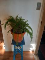 Varen met terracotta pot., Huis en Inrichting, Kamerplanten, Ophalen, Halfschaduw, Minder dan 100 cm