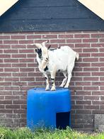 Dwergbok, Dieren en Toebehoren, Schapen, Geiten en Varkens, Mannelijk, Geit