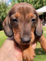 Kaninchen/ dwergteckel pups reutjes, Dieren en Toebehoren, Honden | Teckels en Dashonden, Reu, 8 tot 15 weken, Korthaar, Dwerg