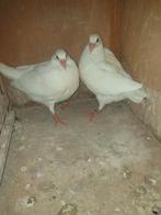 Nestkoppel witte postduiven geringd zonder bewijs, Dieren en Toebehoren, Meerdere dieren, Postduif