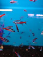 Neon tetra 10 voor 12,50 desgewenst bezorgd aan huis, Dieren en Toebehoren, Vissen | Aquariumvissen, Vis, Zoetwatervis, Schoolvis
