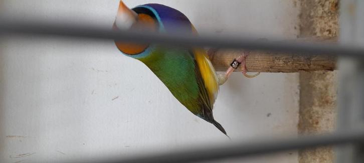 15 jongen gouldamadine in een koop, Dieren en Toebehoren, Vogels | Overige Vogels, Tropenvogel, Meerdere dieren, Tam, Geringd