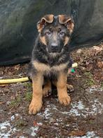 Duitse herder pup teefje, Dieren en Toebehoren, Parvo, 8 tot 15 weken, Meerdere, Meerdere dieren