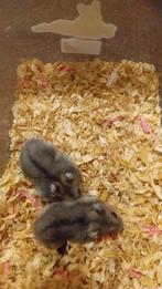 Dwerghamsters, Hamster, Meerdere dieren, Tam, Oktober