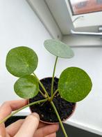 Bonte Pannenkoekenplant (Pilea peperomioides 'Mojito'), Huis en Inrichting, Kamerplanten, Overige soorten, Minder dan 100 cm, Ophalen of Verzenden
