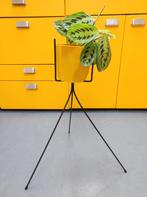 Plantenstandaard, Ophalen, Minder dan 30 cm, Minder dan 60 cm, Rond
