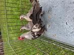 Te koop meerdere trio's kriel kippen, Dieren en Toebehoren, Pluimvee, Meerdere dieren, Kip