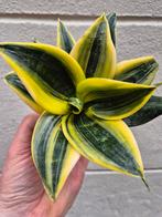 Sansevieria Tr Hahnii Flaming p9, meerdere vergelijkbare exe, Ophalen of Verzenden, Overige soorten, Minder dan 100 cm