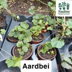 Biologische tuinplanten, Volle zon, Vaste plant, Lente, Ophalen