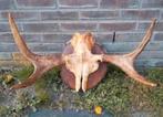 Prachtige Eland schedel op boomschijf ! Scandinavië Elanden, Ophalen of Verzenden, Zo goed als nieuw, Hert, Schedel
