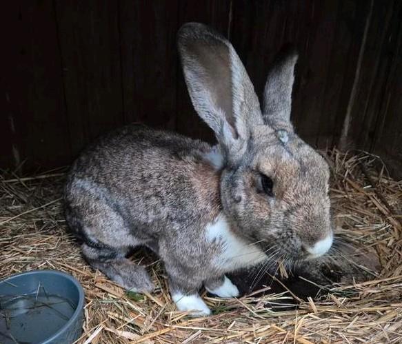 Gecastreerde Vlaamse reus ram, Dieren en Toebehoren, Konijnen, Groot, Mannelijk, 0 tot 2 jaar