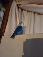 Baby dwergpapegaai 14 weken ( agapornis), Dieren en Toebehoren, Vogels | Parkieten en Papegaaien, Geslacht onbekend, Dwergpapegaai of Agapornis