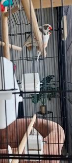 Koppel zebravinken, Meerdere dieren