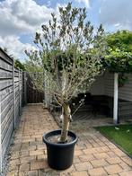 Olijfboom met pot stamdikte 40cm, 230 cm hoog, Lente, 100 tot 250 cm, Olijfboom, Ophalen