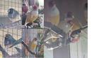 Gould Amadine jongen uit nov 2024 ongeringd Zuid Holland, Meerdere dieren, Tropenvogel