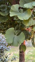 Ginkgo biloba boom, Tuin en Terras, Ophalen, Overige soorten, 250 tot 400 cm, Halfschaduw