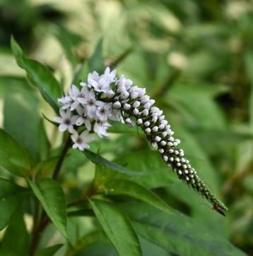Lysimachia clethroides vaste plant beschikbaar voor biedingen