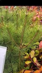 Pinus Nigra Nigra - Oostenrijkse Den, Tuin en Terras, Planten | Bomen, Bloeit niet, Overige soorten, 100 tot 250 cm, Ophalen