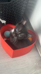 Oranje/ zwarte lieve kittens, Dieren en Toebehoren, Katten en Kittens | Overige Katten, Meerdere dieren, 0 tot 2 jaar
